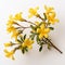 Yellow Stem With Intertwining Flowers On White Background