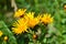 Yellow steppe flowers