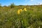 Yellow steppe flowers and chic feather grass