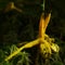 A yellow sticky plasmodium of a slime mold on moss