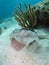 Yellow Stingray Florida Keys