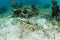 Yellow Stingray Swimming in Caribbean Seagrass Meadow