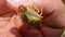 Yellow stink bug. Biologist, Exotic vet holding an insect. camouflage insects