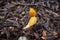 Yellow Stink Horn mushroom Australia