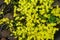Yellow stonecrop flowers closeup