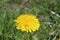 yellow story dandelion