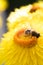 Yellow Straw flower with bee on it