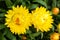 Yellow straw flowers in bloom in the garden