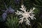 Yellow straw star Christmas decoration over pine branch.