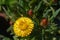 Yellow strawflower