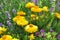 Yellow strawflower in the garden