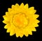 Yellow Strawflower, Helichrysum bracteatum Isolated on Black