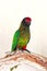 Yellow-Streaked Lory