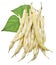 Yellow string beans isolated on a white.