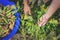 Yellow string beans in a young woman hands. Harvesting legumes in a bowl. Organic ripe beans being harvested in vegetable garden.