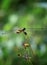 yellow strip flutterer dragonfly on green plant
