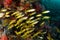 Yellow stripe trevally fish
