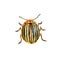 Yellow striped colorado potato beetle, agricultural pest insect, chrysomelidae