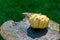 Yellow striped gourd or pumpkin on a wooden table in nature