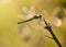 Yellow Striped Hunter Dragonfly on a Twig
