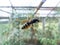 Yellow striped Paper wasp Polistes nimpha