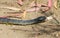 Yellow striped Tasmanian tiger snake