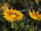 Yellow Stripted Red Gazania Blooming