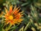 Yellow Stripted Red Gazania Blooming