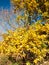 Yellow stunning close up tree leave autumn background tree