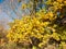 Yellow stunning close up tree leave autumn background tree