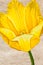 Yellow stylized tulip on a brown background, close-up
