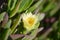 Yellow succulent ice plant  Carpobrotus flower with direct sunlight
