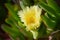 Yellow succulent ice plant  Carpobrotus flower in sunlight
