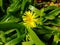 Yellow succulent in leaves
