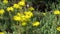 Yellow succulent orpin plant flower blooms in garden. Bumblebee