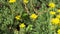 Yellow succulent orpin plant flower blooms grow in garden