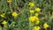 Yellow succulent orpin plant flower grow in garden. Bumblebee