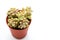 Yellow succulent plant in brown pot
