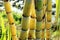 Yellow sugar cane trees. Fresh sugar cane in the field closeup