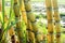 Yellow sugar cane trees. Fresh sugar cane in the field closeup