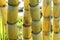 Yellow sugar cane trees. Fresh sugar cane in the field closeup