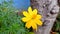 yellow sulfur kenikir flower