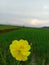 yellow sulfur kenikir flower on blurred green rice field background