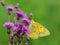 A yellow sulpher butterfly pollinating a purple wildflower with a green background in nature on a late summer day.  Insect