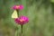 Yellow Sulphur Butterfly Closeup on Pink Zinnia