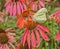 Yellow Sulphur butterfly profile on bright orange cone flower