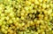 Yellow sultana grapes background