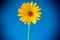 Yellow summer blooming daisy flower  on blue