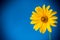 Yellow summer blooming daisy flower  on blue