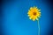 Yellow summer blooming daisy flower  on blue